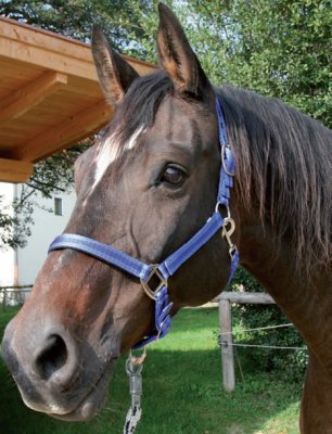 Cabezada doble nylon bicolor pony