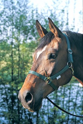 Cabezada pony nylon HIPPO