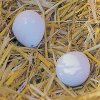 Huevos falsos antipicaje cerámica
