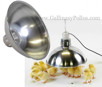 Pantalla reflector de aluminio. Cría de pollitos